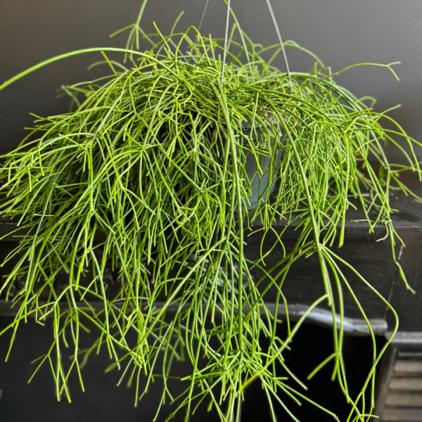 Hanging Rhipsalis plant - Image 2