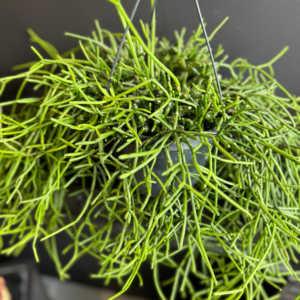 Hanging Rhipsalis plant