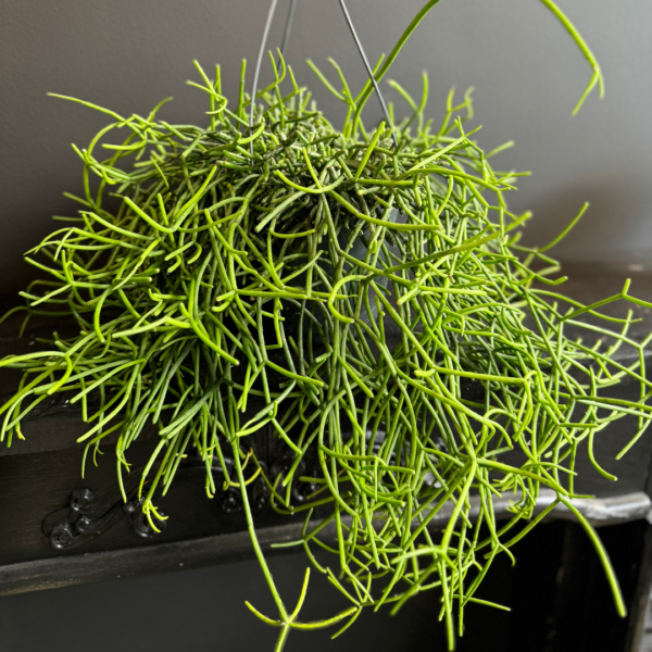 Hanging Rhipsalis plant - Image 3