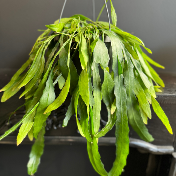 Hanging Rhipsalis plant - Image 5