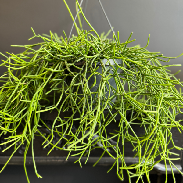 Hanging Rhipsalis plant - Image 7