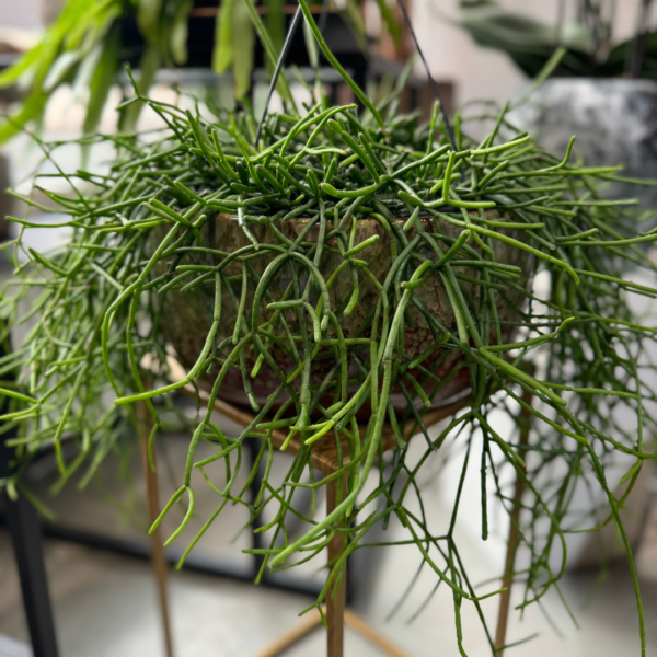 Hanging Rhipsalis plant - Image 6