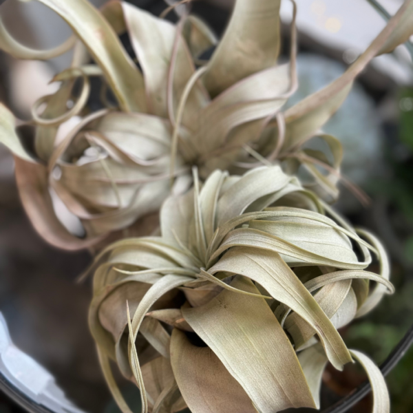 Air Plant Tillandsia