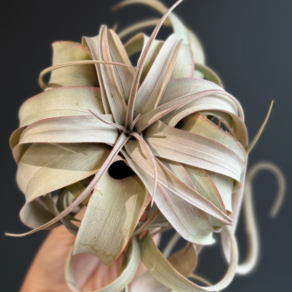 Air Plant Tillandsia