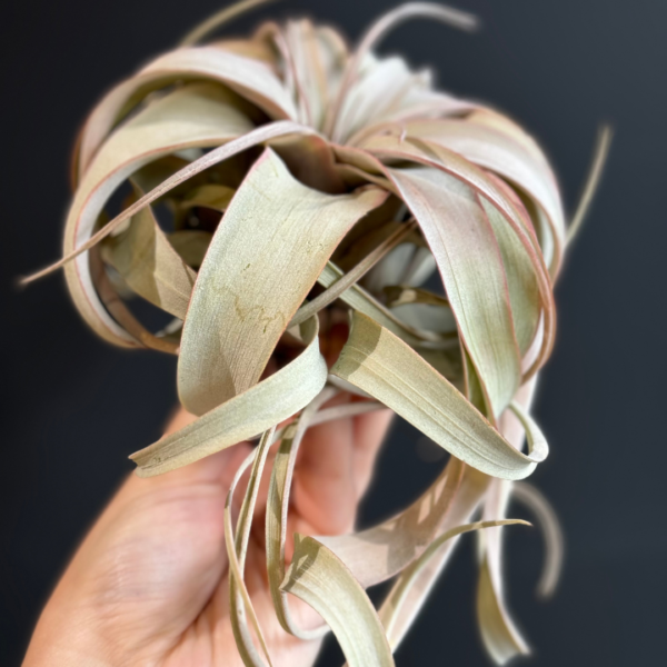 Air Plant Tillandsia