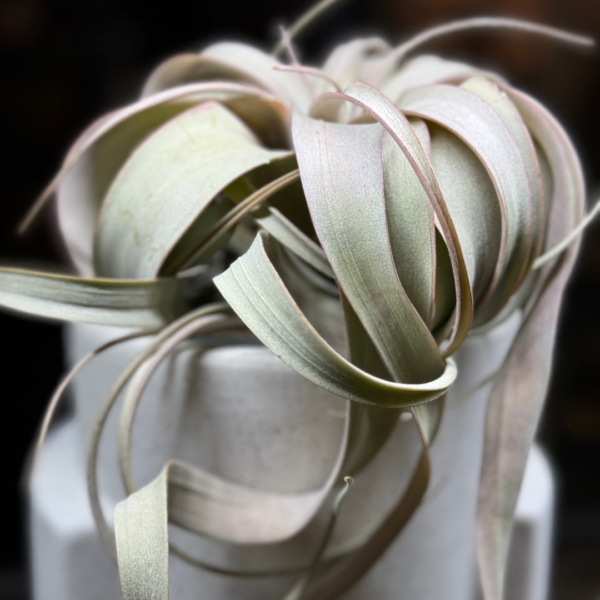 Air Plant Tillandsia