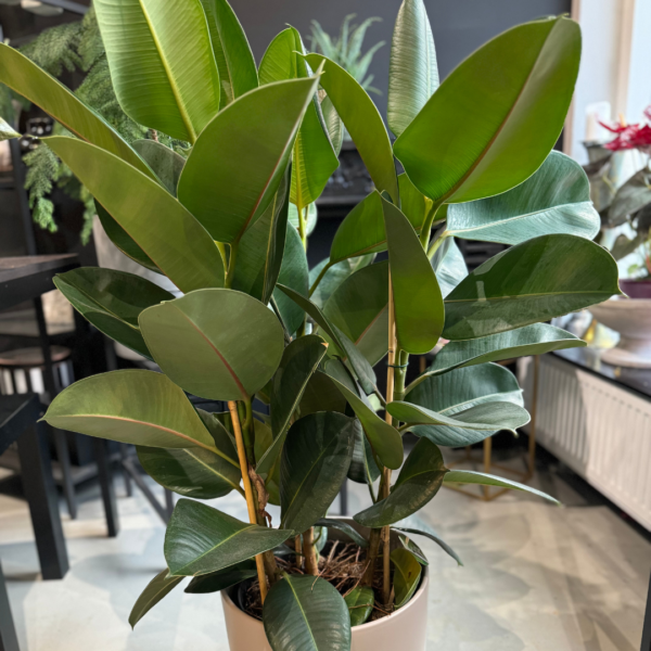 ficus plant