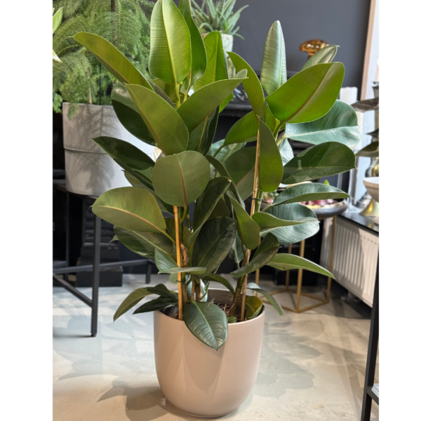 ficus plant