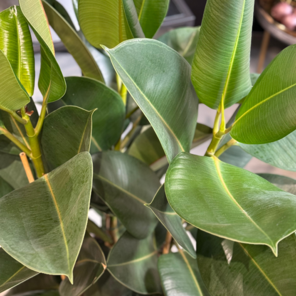 ficus plant