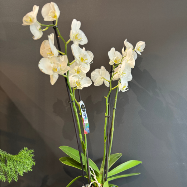 Orchid plant