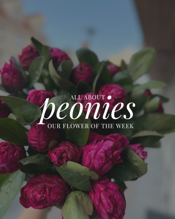 all about peonies