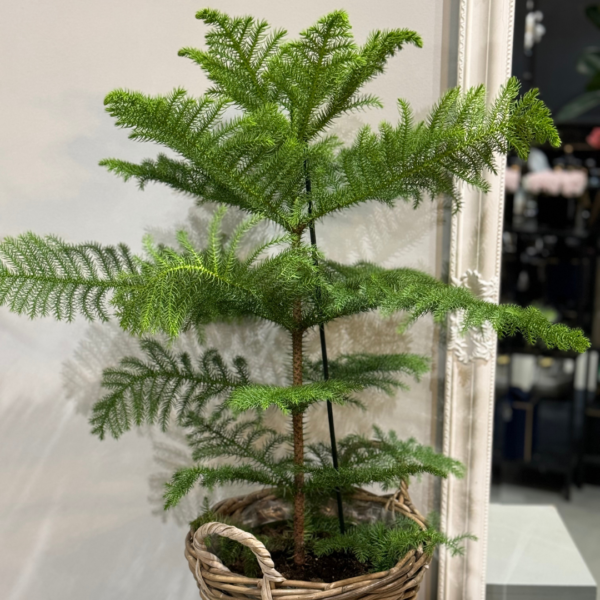 Araucaria plant. Norfolk Island Pine