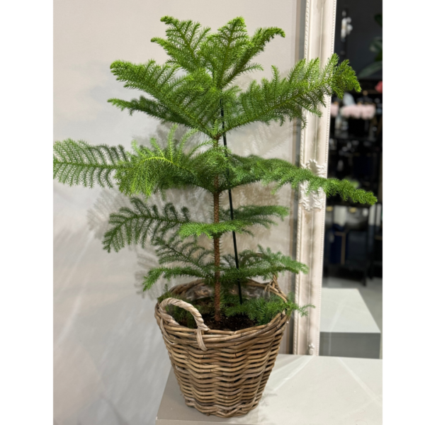 Araucaria plant. Norfolk Island Pine - Image 2