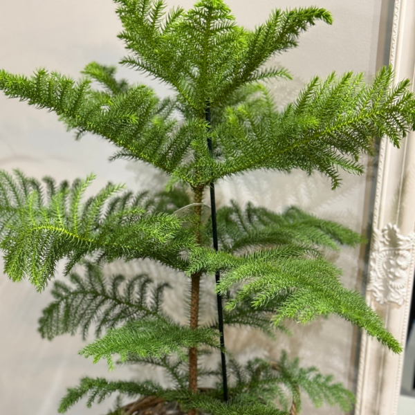 Araucaria plant. Norfolk Island Pine - Image 3