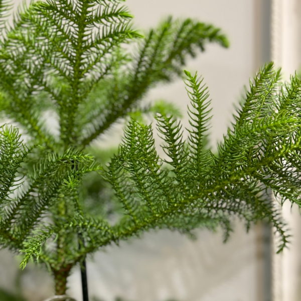 Araucaria plant. Norfolk Island Pine - Image 4