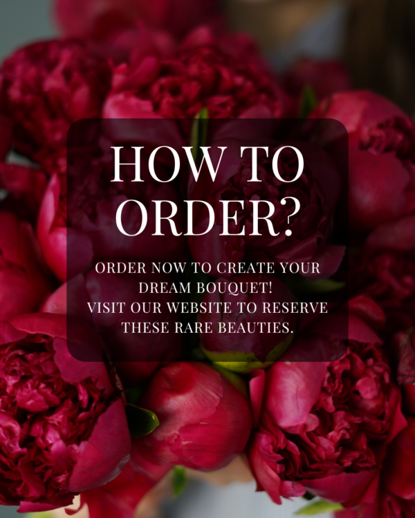 Peonies "Coral Sunset" - Image 6
