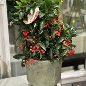 Christmas Berries plant Ardisia +pot