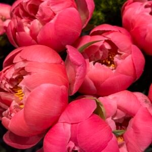 peonies
