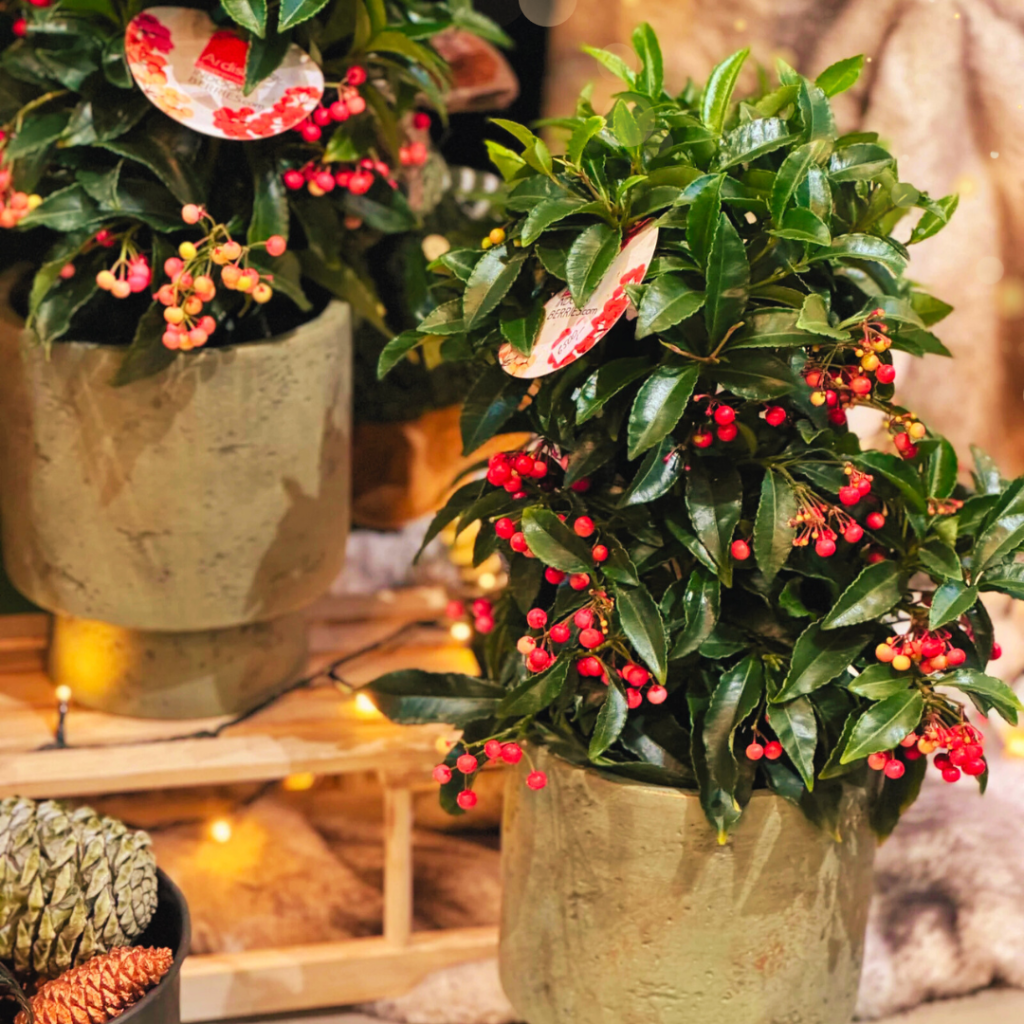 christmas gift guide
