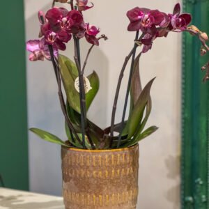 Plum colour Orchid + pot 40cm