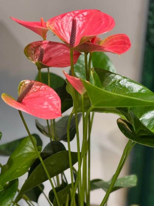 Anthurium (Flamingo) plant + POT 50cm - Image 3
