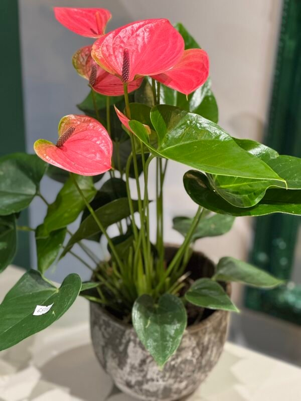 Anthurium (Flamingo) plant + POT 50cm - Image 2