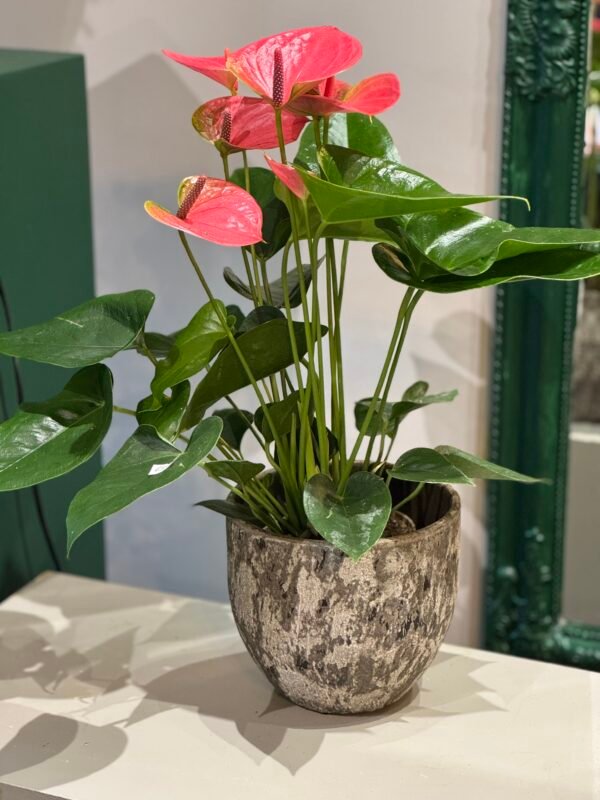 Anthurium (Flamingo) plant + POT 50cm - Image 4