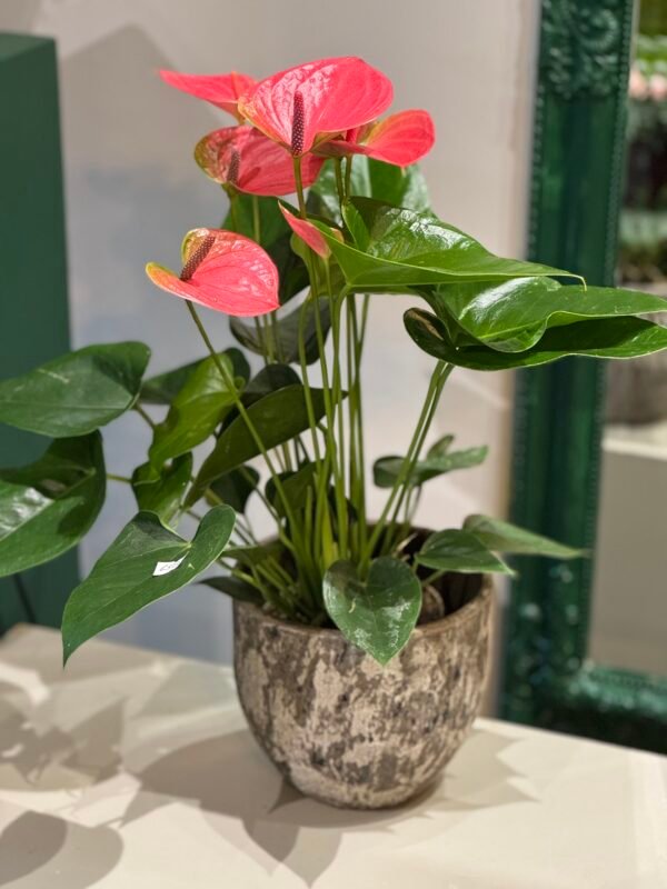 Anthurium (Flamingo) plant + POT 50cm