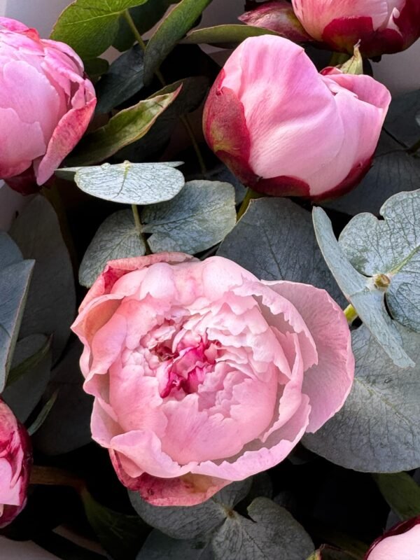 Peonies
