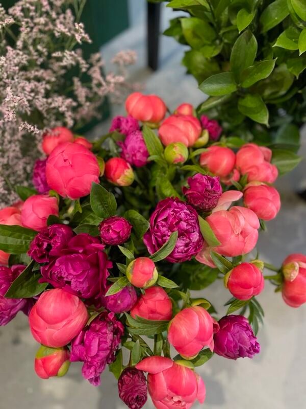 Peonies "Coral Sunset" mix