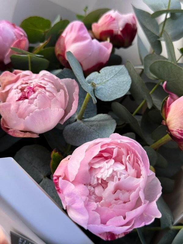 Peonies