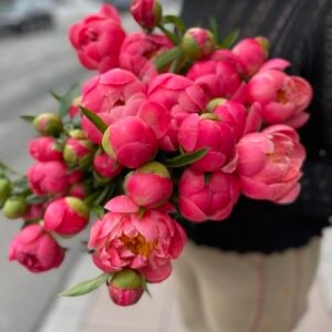 Peonies "Coral Sunset"