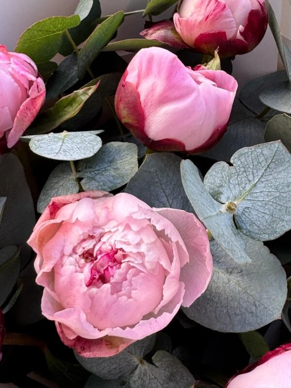 Peonies