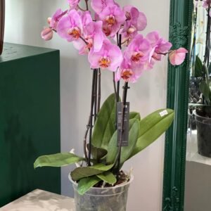 Purple Orchid 70 cm