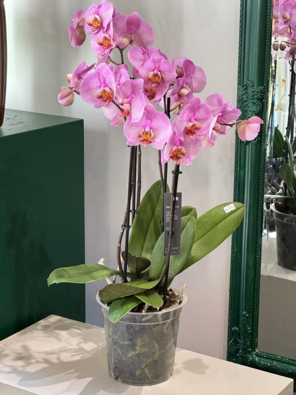 Purple Orchid 70 cm