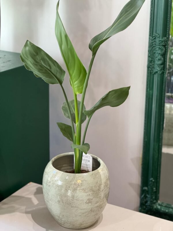 Strelitzia Reginae