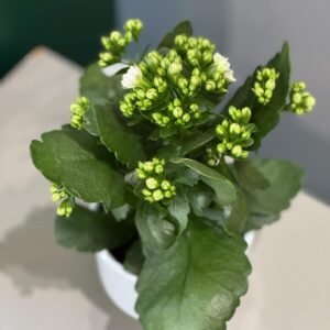 Kalanchoe