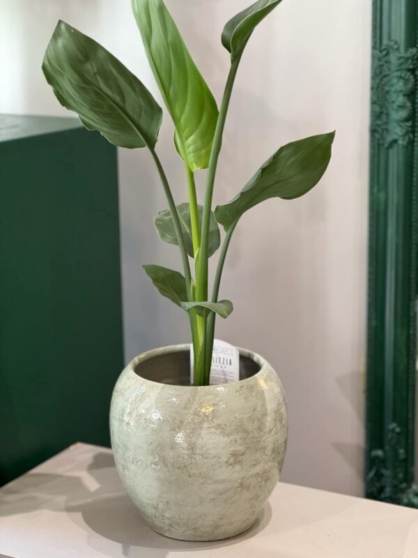 Strelitzia Reginae - Image 2
