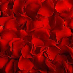 red rose petals