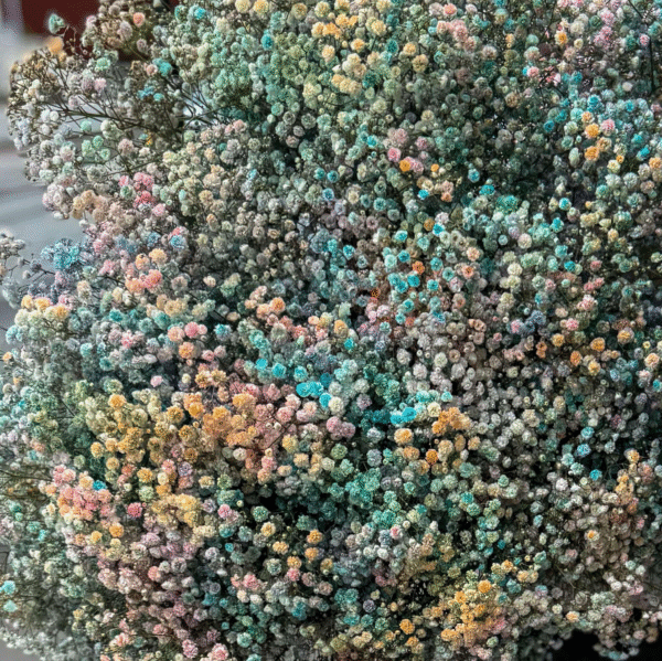 Rainbow Chrysanthemum (Sprayed Stem) - Image 2