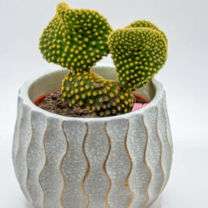 Mini Cactus in Decorative Pot