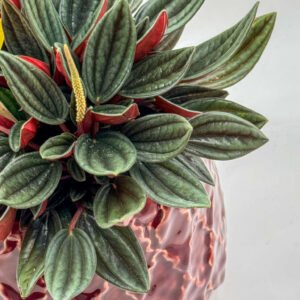Peperomia Caperata in Decorative Pot