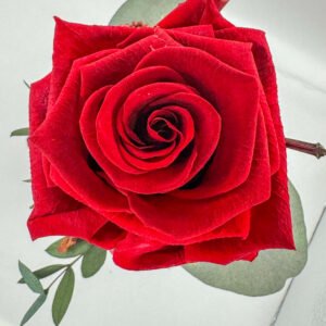 Single Preserved Rose