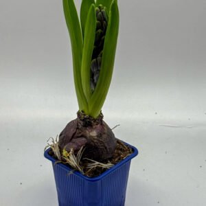Hyacinth