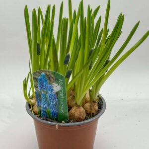 Muscari Bulbs