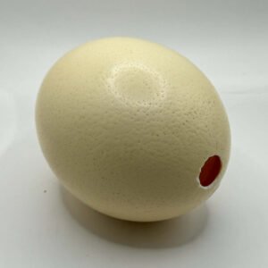 Natural Ostrich Egg Vase
