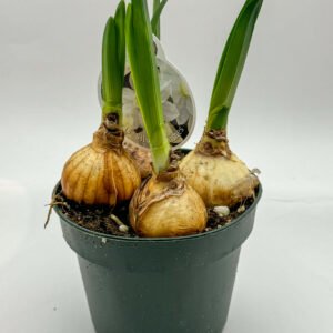 Narcissus Bulbs