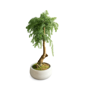 Araucaria Bonsai