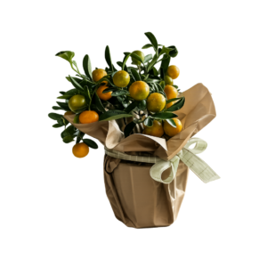 Citrus Tree