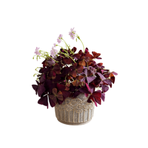 Oxalis “Love” Plant